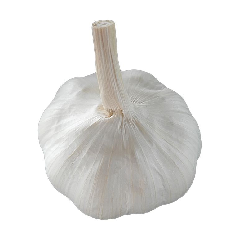 Fresh Garlic/ Pure White Normal Garlic 4.5cm 5.0cm 5.5cm 6.0cm Available In Bulk