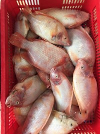 Hot Selling Piece Shape IQF Frozen Fish Gutted Scaled GS Red Tilapia With Weight 10kg