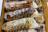 Live Lobsters/Fresh Chilled Lobster/Frozen Lobsters!