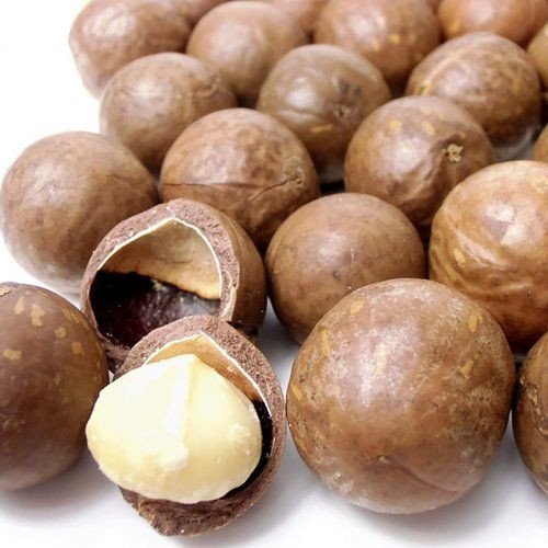 Organic Macadamia Premium Grade High Quality Nuts With Shell Raw Bulk Nuts Macadamia Nuts Wholesales price