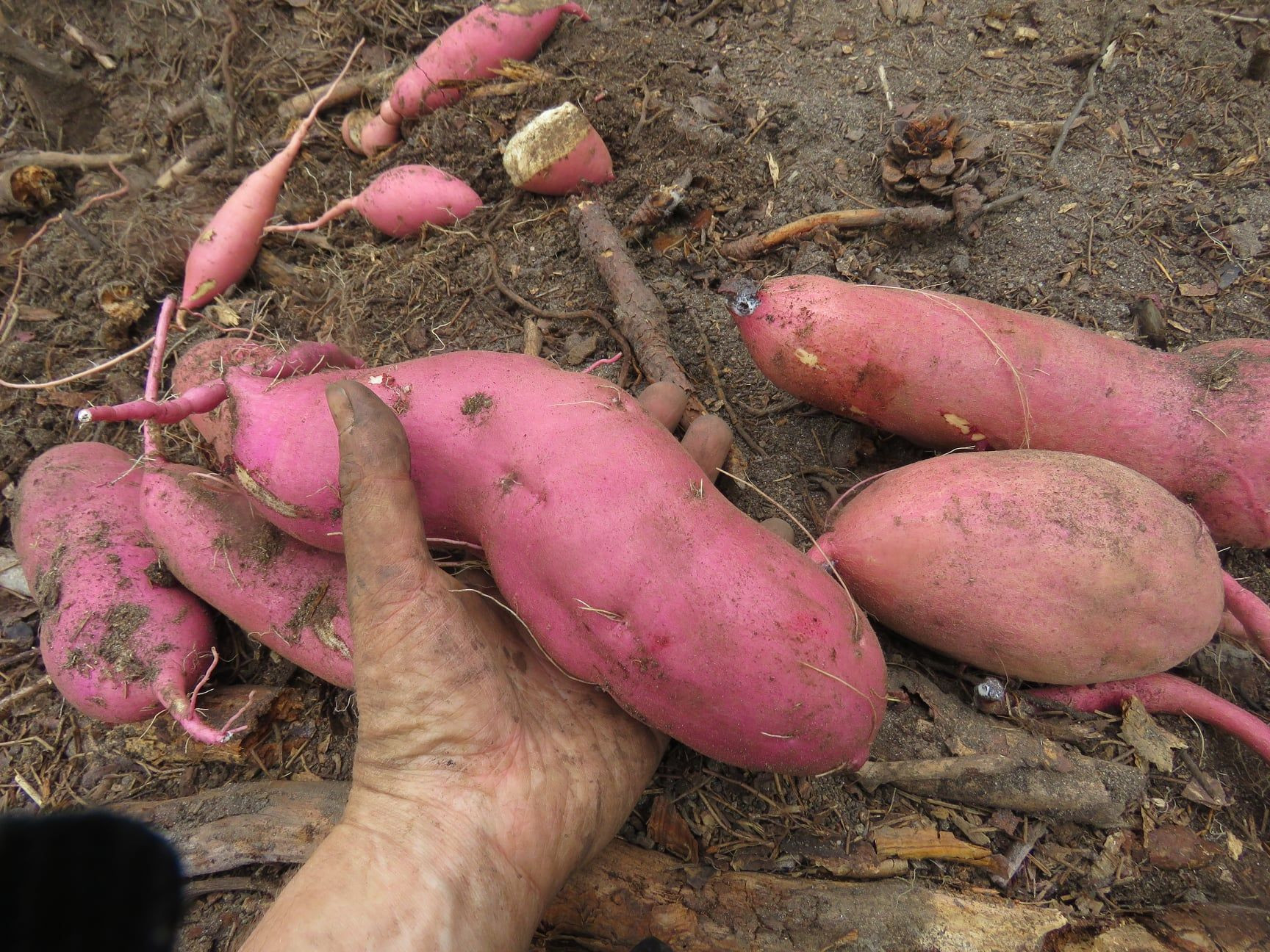 High Grade Egypt Organic Fresh Sweet Potatoes Vegetables for Wholesale Purchase