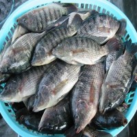 Quality Frozen Tilapia Fish for sale/Factory Export Frozen Whole Tilapia Fish available for wholesale