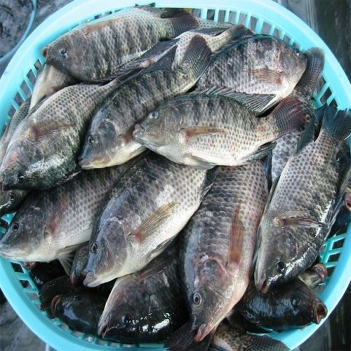 Quality Frozen Tilapia Fish for sale/Factory Export Frozen Whole Tilapia Fish available for wholesale