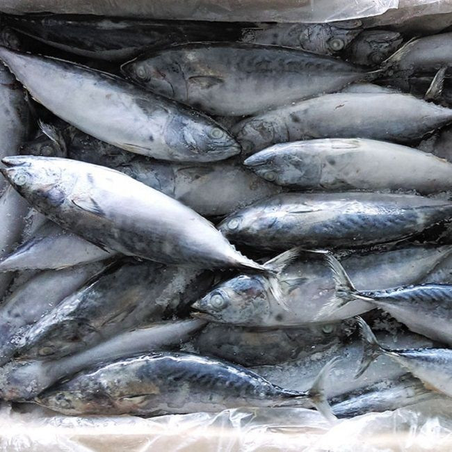 Frozen 100% Halal And Exportable High Quality Wholesale Cheap Price Fresh Skipjack Tuna Fish