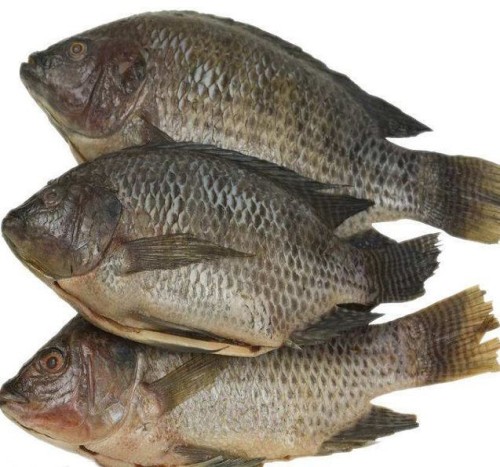 Seafood Frozen Tilapia Fish Price 350g-550g live fish Frozen Tilapia Fish Black Tilapia