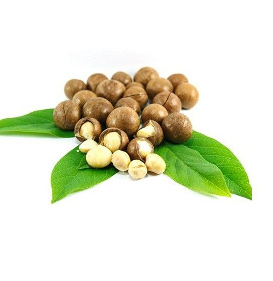 Macadamia Nuts Raw Salted Roasted Maca Powder Healthy Food Macadamia in Shell