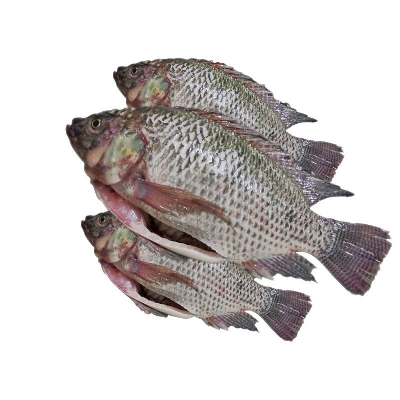 Quality Frozen Tilapia Fish for sale/Factory Export Frozen Whole Tilapia Fish available for wholesale