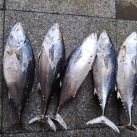 Frozen 100% Halal And Exportable High Quality Wholesale Cheap Price Fresh Skipjack Tuna Fish