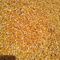 Non GMO Yellow Corn / Sweet Corn / Yellow Corn Maize for Sale in Bulk