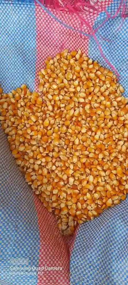 Fresh Organic Yellow Corn /  Top Quality Raw Sweet Corn Seed Bulk in 50 kg Packaging bags