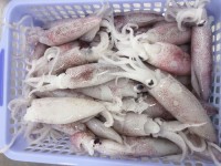 Frozen Whole  Squid